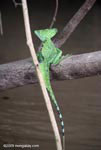 Common Green Basilisk (Basiliscus plumifrons)