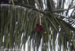 Montezuma Oropendola (Gymnostinops montezuma) in a palm tree