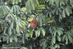 Cannon ball tree (Couroupita guianensis)