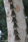 Long-nosed Bats (Rhynchonycteris naso) mimicking a vine on a tree trunk