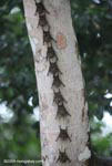 Group of long-nosed bats (Rhynchonycteris naso) in a row