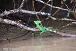The Green Basilisk (Basiliscus plumifrons) is found on the Atlantic slope of Costa Rica