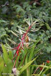 Flowering bromeliad