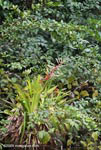 Flowering bromeliad