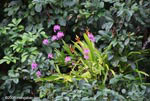 Flower bromeliad and lavendar orchids in Costa Rica