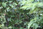 Black-headed trogon hidden among leaves