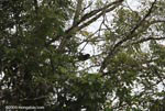 Mantled Howler Monkey (Alouatta palliata)