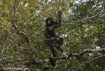 Golden-mantled Howler Monkey (Alouatta palliata)