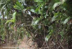 Pair of Amazon Kingfishers (Chloroceryle amazona)