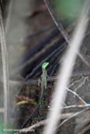 Green-headed lizard, perhaps a juvenile green basilisk