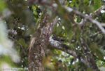 Pauraque (Nyctidromus albicollis)