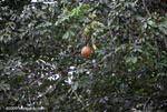 Cannon ball tree (Couroupita guianensis)