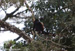Black Howler Monkey (Alouatta palliata)