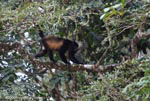 Black Howler Monkey (Alouatta palliata)