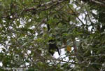 Juvenile Black Howler Monkey (Alouatta palliata)