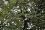 Mother and baby black howler Monkeys (Alouatta palliata)