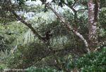 Spider monkey (Ateles geoffroyi ornatus)
