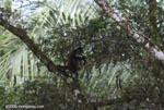 Spider monkey (Ateles geoffroyi ornatus) feeding on a tamarind