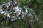 Spider monkey (Ateles geoffroyi ornatus)