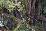 Green Ibis (Mesembrinibis cayennensis)