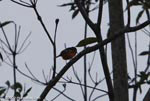 Red-breasted Blackbird (Sturnella militaris)