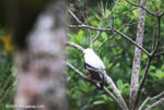 White Hawk (Leucopternis albicollis)