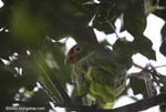 Red-lored parrot (Amazona autumnalis)
