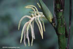 White palm flowers