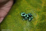 Green Poison Arrow Frog (Dendrobates auratus) with a tadpole on its back