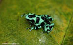 Green Poison Arrow Frog (Dendrobates auratus) with a tadpole on its back