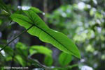 Rainforest lily leaf