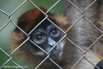 Caged spider monkey