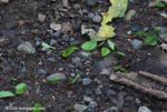 Trail of leaf-cutter ants