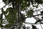 Three-toed Sloth (Bradypus tridactylus) on the trunk of a cecropia tree