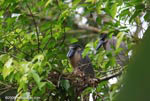 Boat-billed Herons (Cochlearius cochlearius) nesting