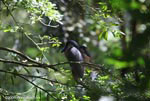 Boatbill Heron (Cochlearius cochlearius)