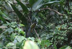 Buff-throated Saltator (Saltator maximus)