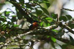 American Pygmy Kingfisher (Chloroceryle aenea)