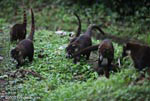 Group of White-nosed Coati