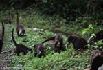 Group of White-nosed Coati