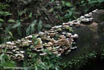 Fungi on a log
