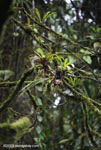 Bromeliads in a Costa Rican cloud forest