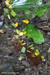 Trail of leaf-cutter ants carrying yellow leaves