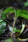 Common Slender Anole (Anolis limifrons)