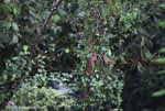 Kinkajou in the rainforest canopy