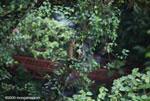 Kinkajou in the rainforest canopy
