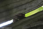 Red and green eyelash viper (Bothriechis schlegelii)