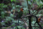 Pair of Rufous Motmot (Baryphthengus martii) following a column of army ants