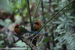 Pair of Rufous Motmot following a column of army ants in order to catch insects stirred up by the activity