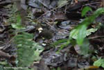 Buff-rumped Warbler (Basileuterus fulvicauda)